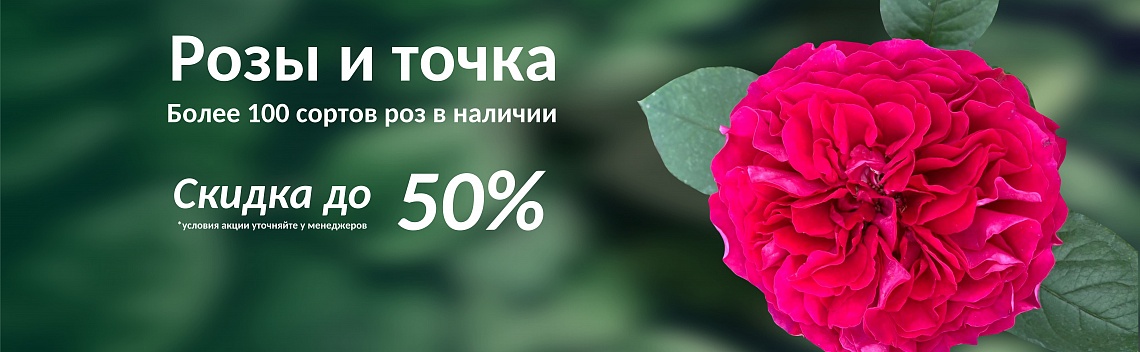 Розы -50%