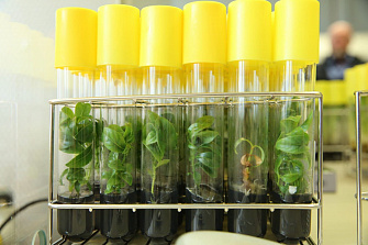 Растения in-vitro