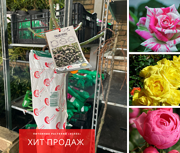 РОЗЫ ПИТОМНИКА БРАТЬЕВ ТОПАЛОВИЧ(СЕРБИЯ)