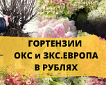 Гортензия ОКС и ЗКС. ЕВРОПА. В РУБЛЯХ. ВЕСНА 2026г