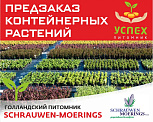 Предзаказ контейнерных растений. Голландский питомник SCHRAUWEN-MOERINGS.ВЕСНА 2026г
